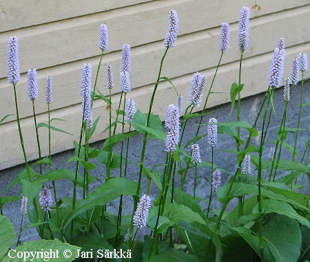 Bistorta officinalis 'Superba', isokonnantatar